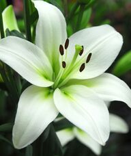 Book an Appointment with Lily Room Calendar for Counselling