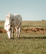 Book an Appointment with Therapeutic Day Camps Summer, 2026 for Psychology / Mental Health