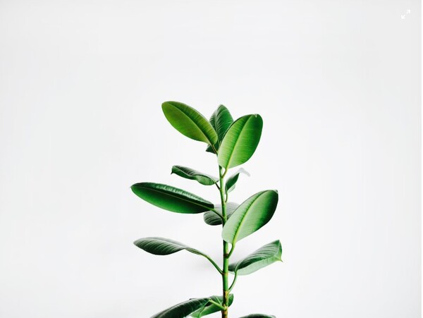 Learn and Grow