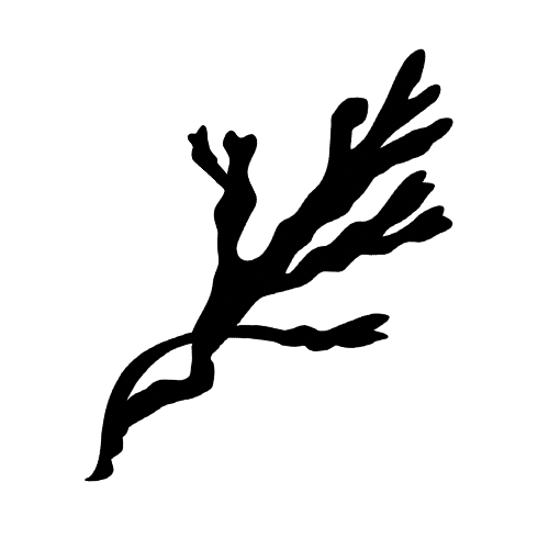 Leeward massage and wellness